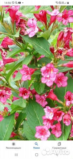 Гибискус 2 вида, Вейгела,Барвинок