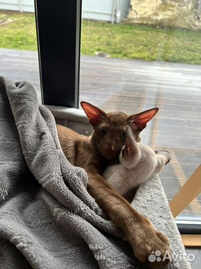 Ориентал вязка