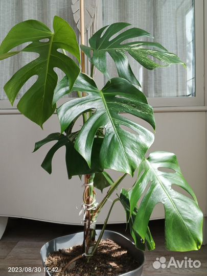 Монстеры разные сорта