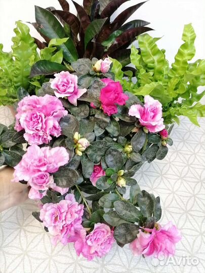 Азалия, Асплениум Криспи Вейв, Кротоны