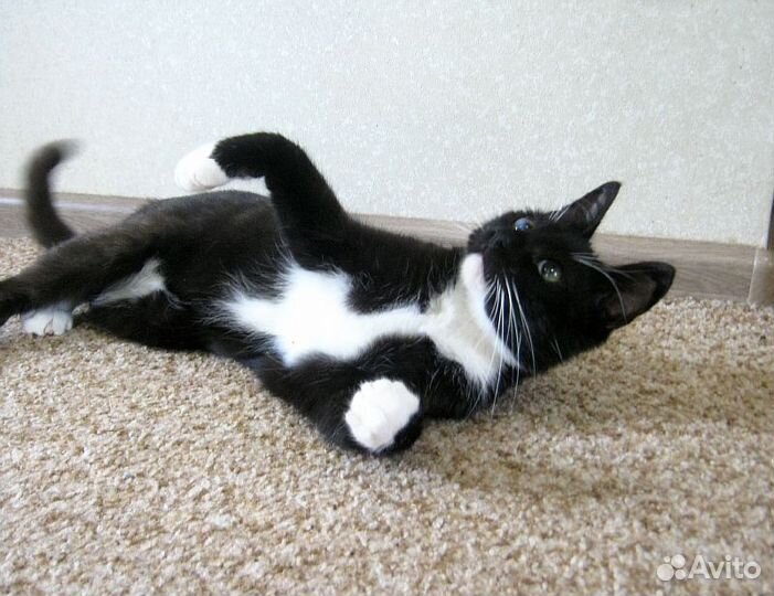 Котик Феликс ищет надежного хозяина