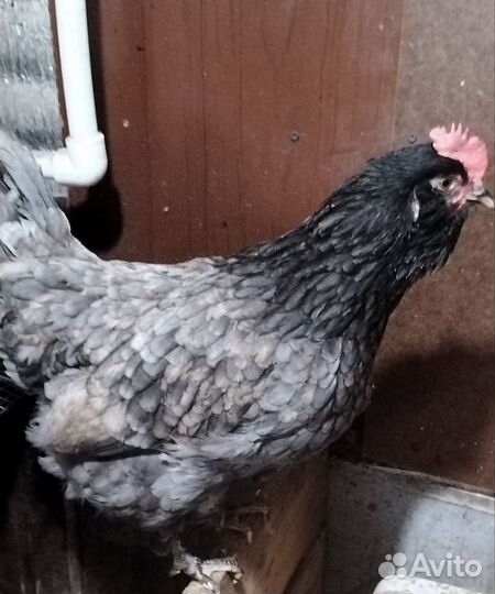 Инкубационное яйцо