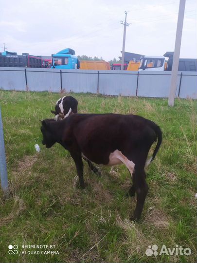 Продам корову и телку