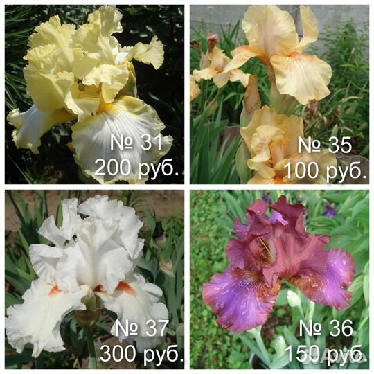 N4 Ирисы бородатые многолетники