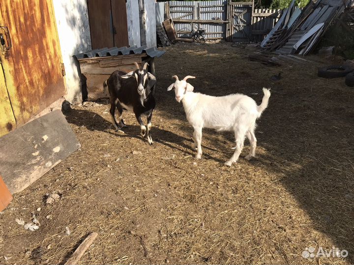 Продам молочных породистых коз