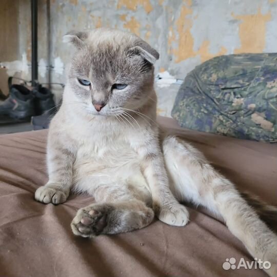 Найдена светлая домашняя кошка