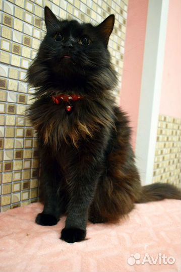 Кошечка Лайза 4 года