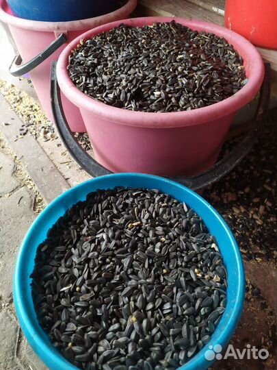 Семечки подсолнечника