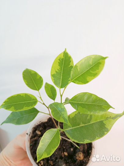 Фикус Бенжамина