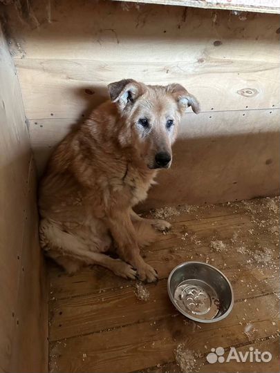 Помогите старичку найти дом