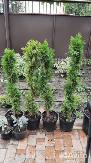 Туя тис можжевельник тсуга