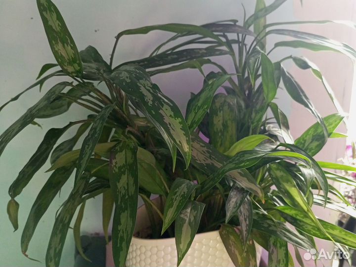 Фиалка, церопегия Вуди вариегатная, аглаонема