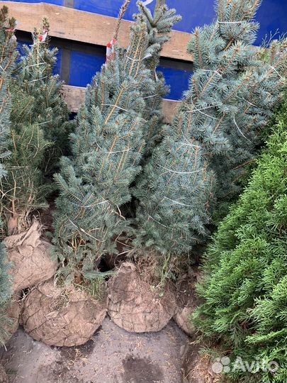 Ель голубая