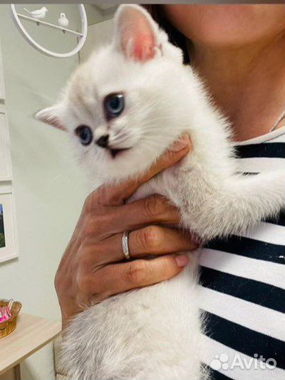 Шотландские прямоухие котята