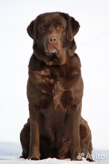 Щенок лабрадора ретривера шоколадного окраса