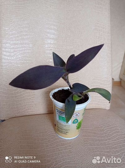 Традесканция пурпурная