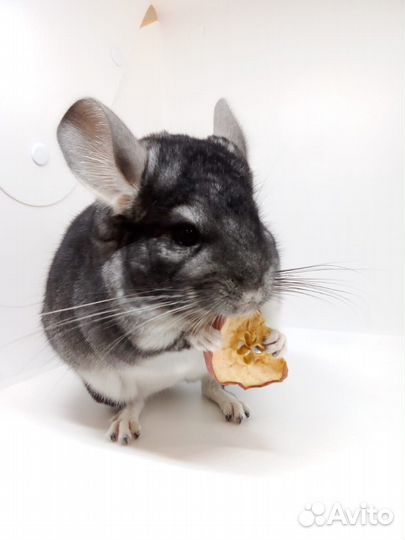 Шиншилла Стандарт XDark