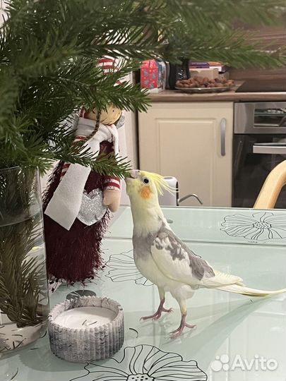 Попугай корелла