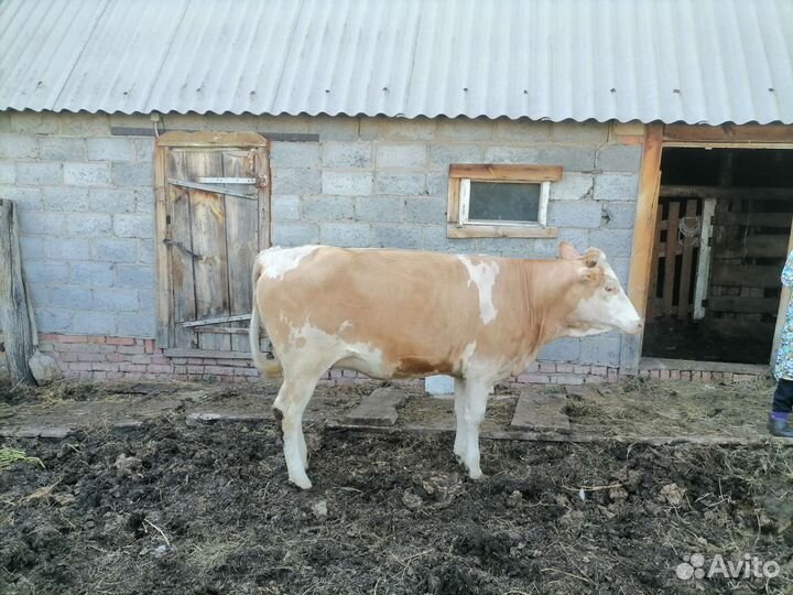 Бычки и телки