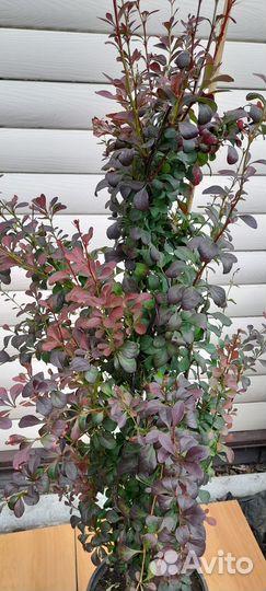 Барбарис колоновидный, Red Pilar''