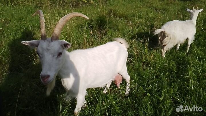 Коза русская и есть метис с альпийской дойные