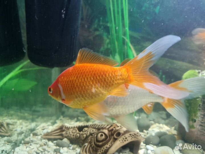 Золотая рыбка