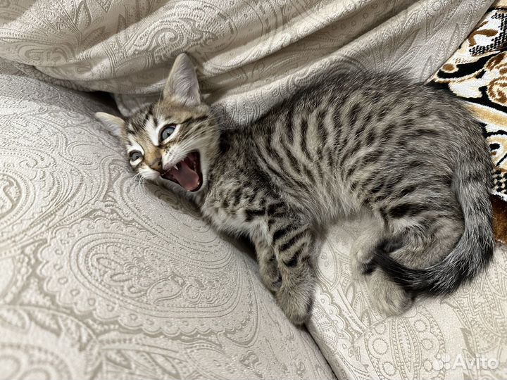 Бенгальские котята