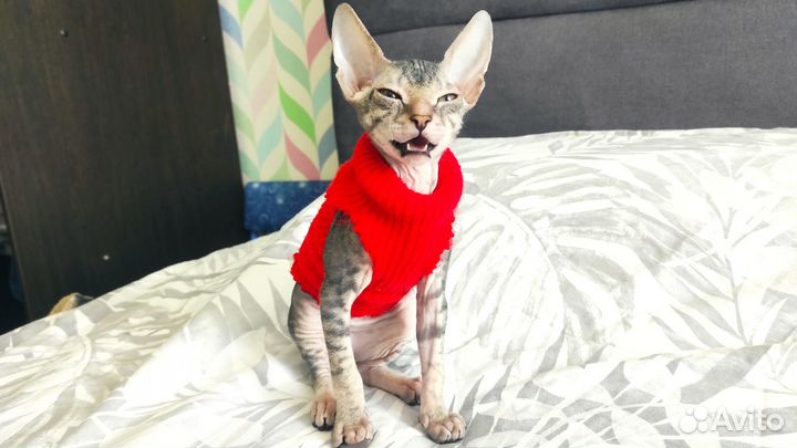 Донской сфинкс. Девочка. 2+ мес