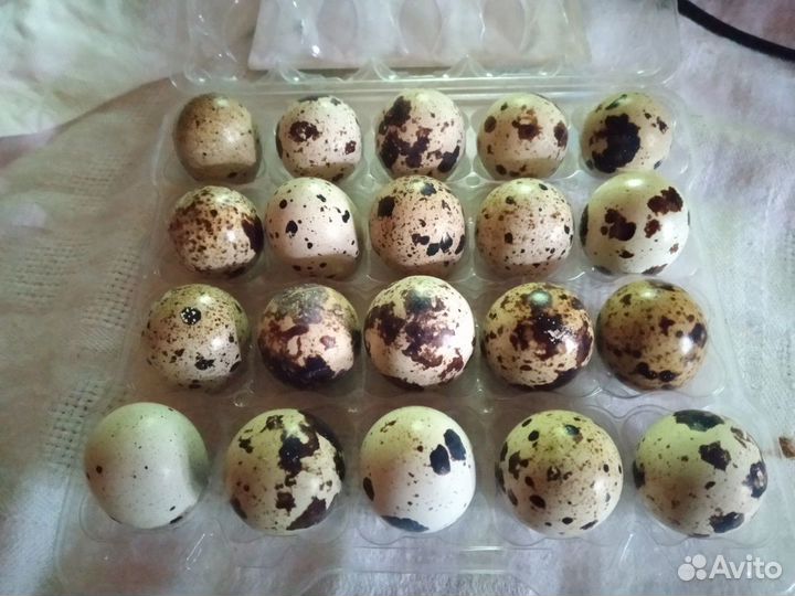 Перепела, инкубационное яйцо