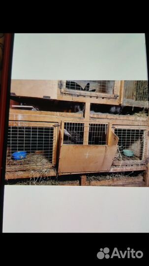 Клетки для кроликов бу