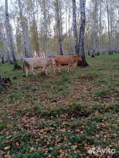 Нетель симменталы