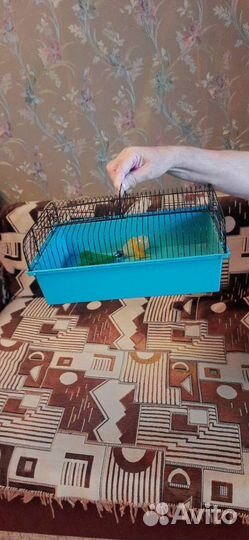 Клетки для попугаев и крыс разные