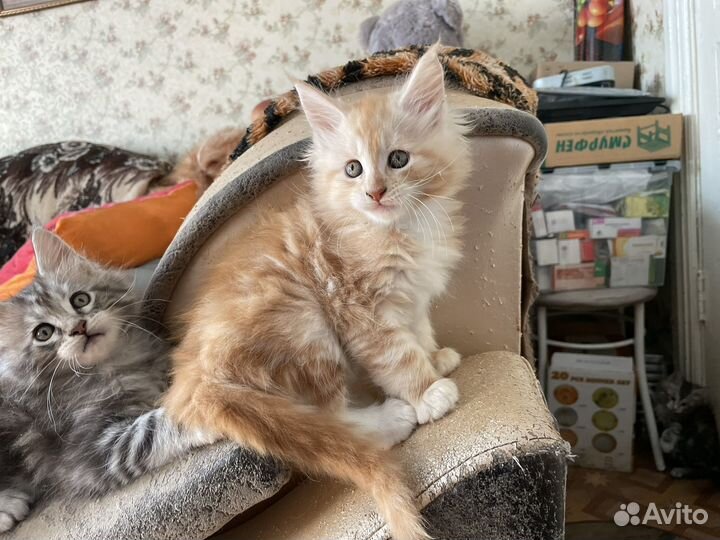 Котята мейнкуна