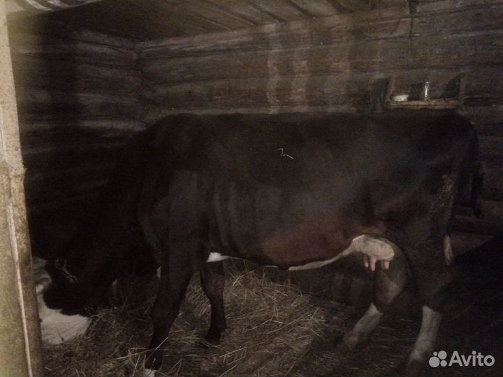 Корова на мясо