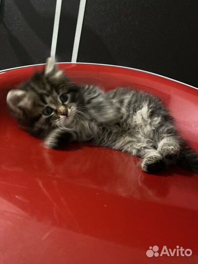 Котенок в добрые руки