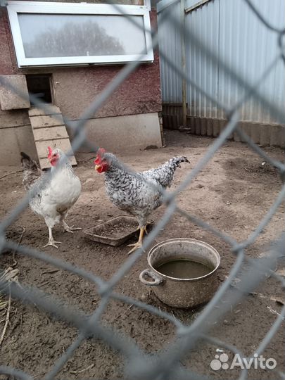 Молодой Петушок