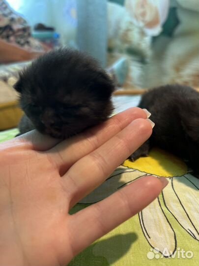 Кошки в добрые руки породистые 