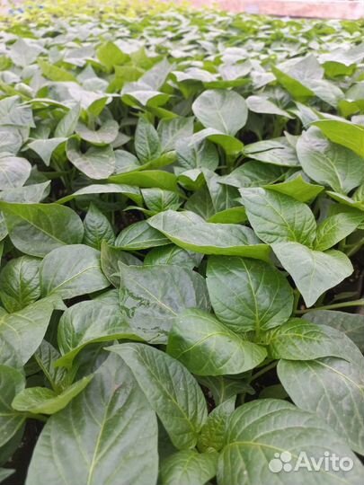 Рассада овощей