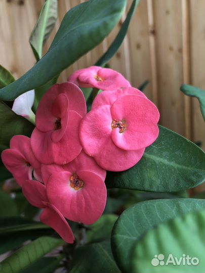 Молочай Миля крупноцветковый