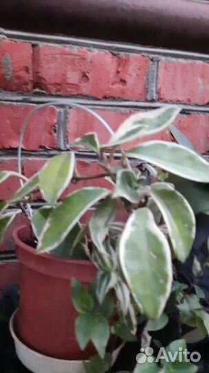 Комнатные растения