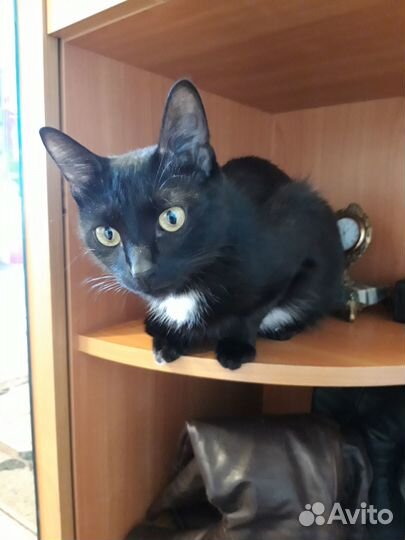 Молодой котик