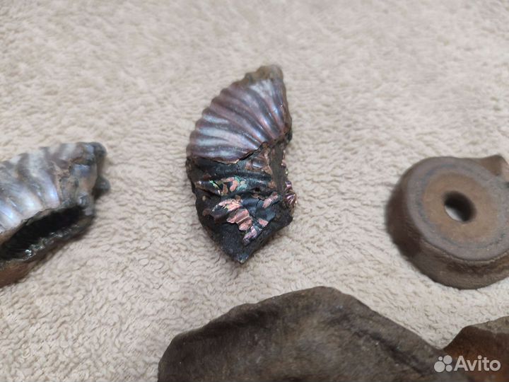 Окаменелости аммониты