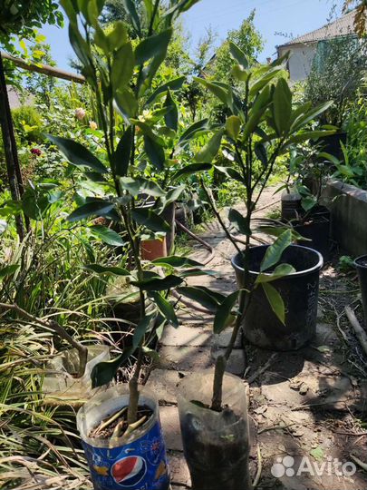 Кумкват, апельсин, мандарин, лимон