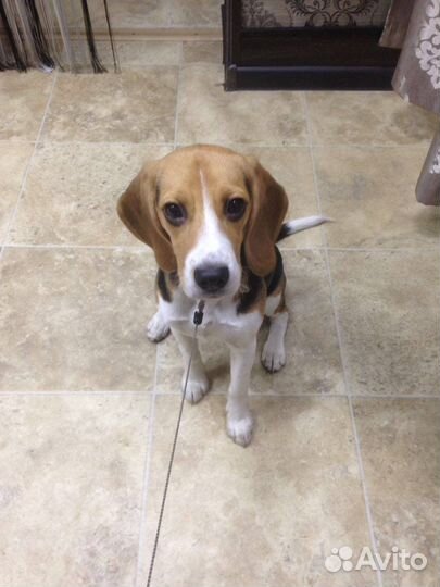 Бигль Собака в добрые руки