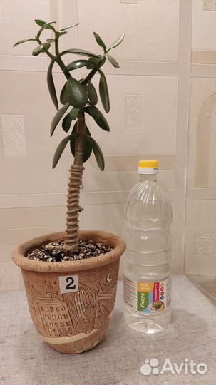 Редкая крассула Капителла Кэмпфайр и Древовидная