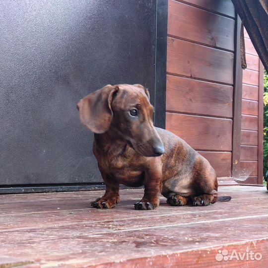 Вязка кобель такса