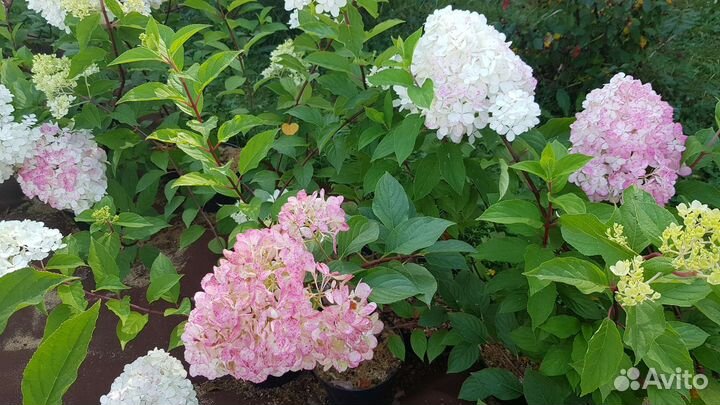Ванилла Фрейз метельчатая гортензия