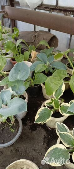 Хоста растение