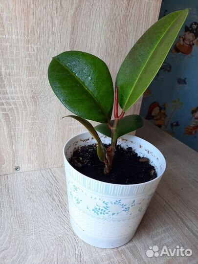 Фикус каучуконосный молодой