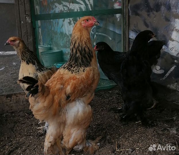 Продам или обменяю Петушков Брама